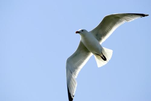 BORKUMUNTERKUNFT - WOH2 - IM HERZEN DER INSEL - image 10