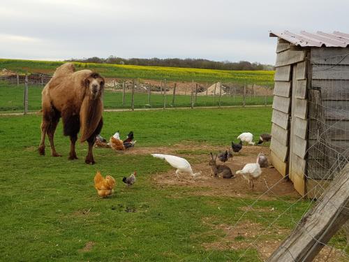 la ferme aux kangourous