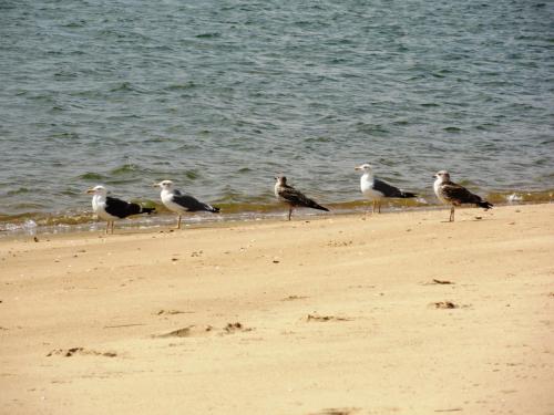 Beach, Alagoa Azul II in Castro Marim
