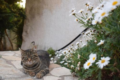  Casa Limnionas in Áyios Léon