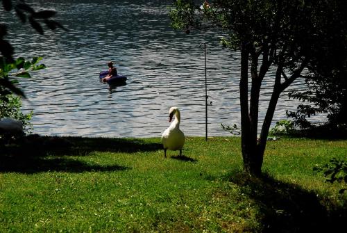 Camping Neubauer - Mobilheime