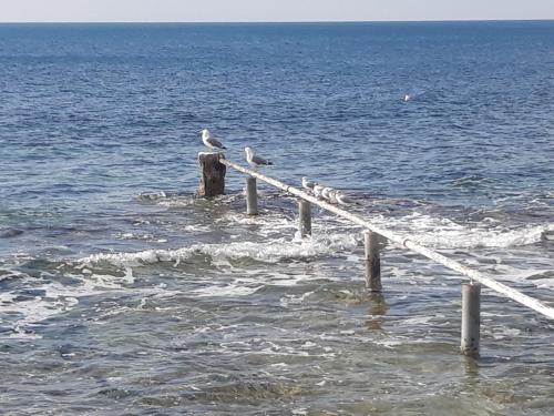  Apartman Olga in Umag