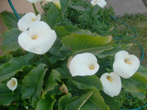 TURISMe RURAL EMPORDA gîte à louer Sant Feliu de Boada