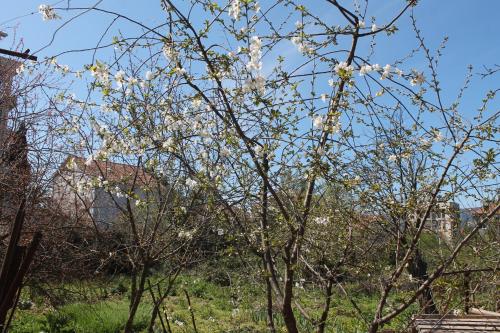Surrounding environment, Sobe Tivat in Town Center