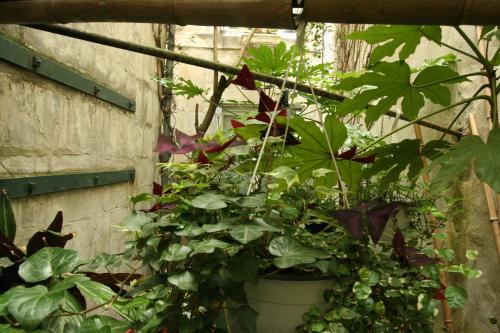 Large Double Room Courtyard Side image 3