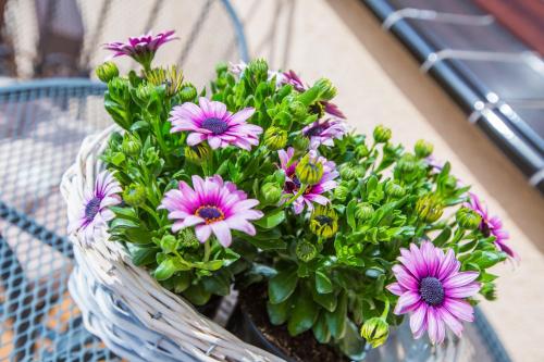 Savona Swinoujscie in Uzdrowiskowa