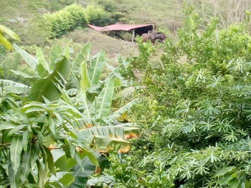 Hostel Finca La Gordita