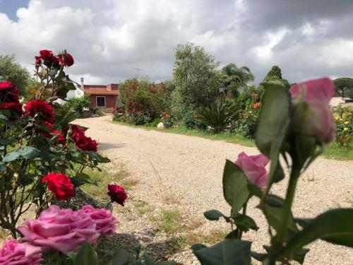  Curti Russi in Monteroni di Lecce