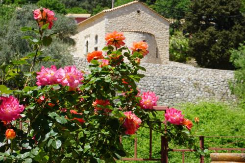  Peonia Lefkas Flower in Asproyerakáta