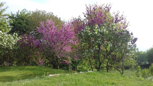 Résidence du Château photo 16