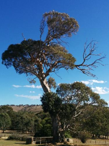 Pink Gums Farmstay