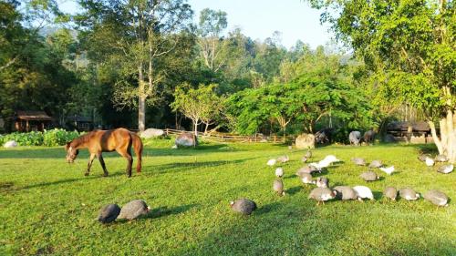 Farmstay @MaeOn Farmstay @MaeOn