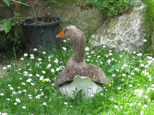 La Posada de Cucayo - image 13