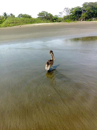 Plumita Pacifica in Paraiso (Guanacaste)