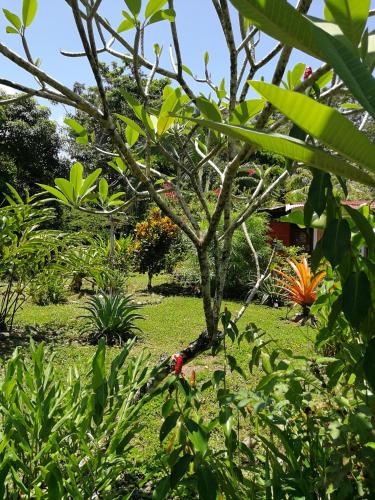 Garden, Secret Garden in Cahuita
