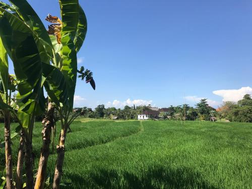 Villa with private pool in Canggu