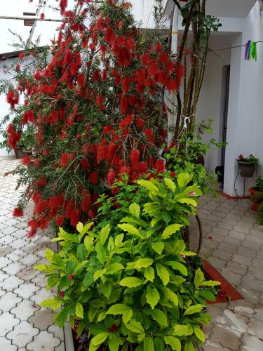 Apartmani Bonik - image 8
