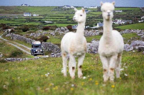 Fanore Holiday Cottages