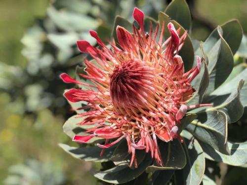 Grey Goose Game Lodge Grey Goose Game Lodge