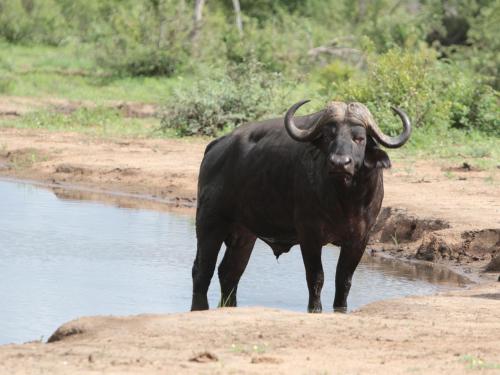 Makumu Private Game Lodge