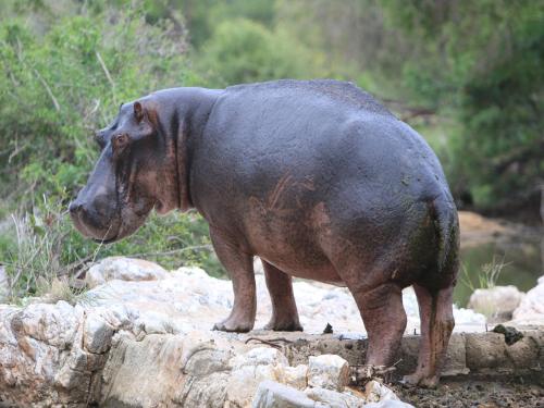 Makumu Private Game Lodge Makumu Private Game Lodge