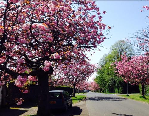 A környék, Cedar Apartment in Helensburgh