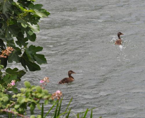 Carrecalzada in พาเลนเซีย