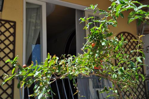 Hotel Corallo Garnì - image 8