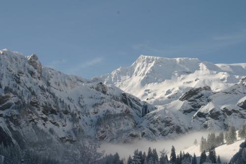 Bergdohle - image 11