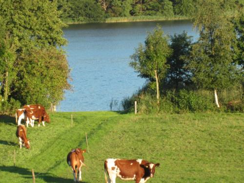 FeWo am Pohlsee