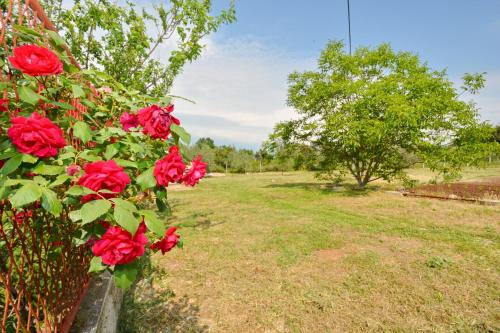 Apartmani Maća