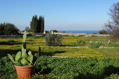 Lantico Orto – Ostuni, AR