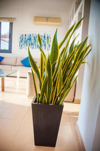 Villa Infinite Blu - image 6
