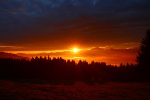 Miniponyhof Biohof Almbauer