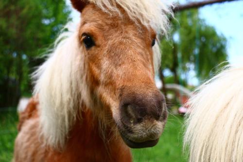 Miniponyhof Biohof Almbauer