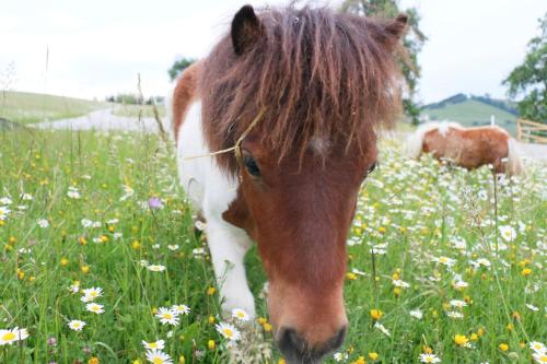 Miniponyhof Biohof Almbauer