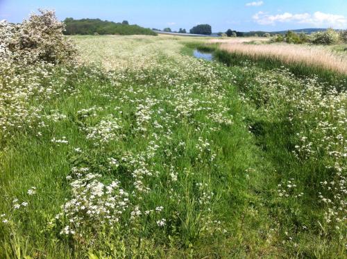บริการและสิ่งอำนวยความสะดวก, Stone street in เฟเวอร์ชาม