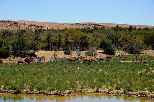 Desert Moments