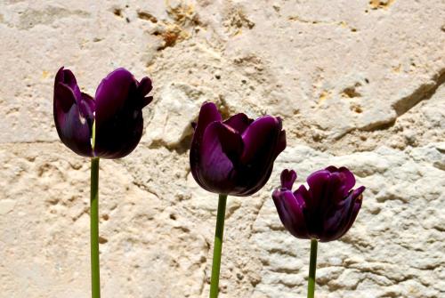 Domaine de Perches - image 8