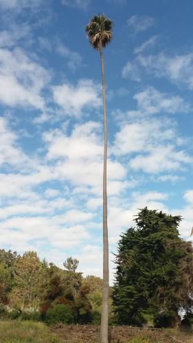 A környék, Ciprés del Médano (Cipres del Medano) in Cahuil