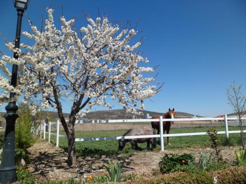 Los Laureles Casa Rural - image 5