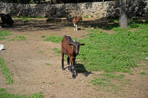 Finca - Agroturisme Sa Parellada – Binibona, NJ