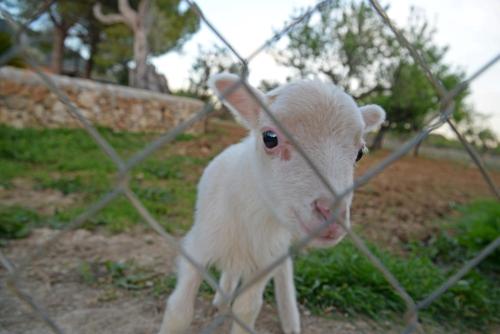 Finca - Agroturisme Sa Parellada – Binibona, NJ