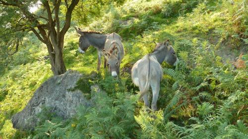 Casa Rural Arbegain Etxea