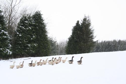 Coynant Farm Guesthouse - Farm Park Stay in Llangammarch Wells