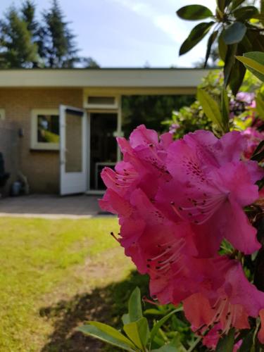 Bungalow Hartje Veluwe