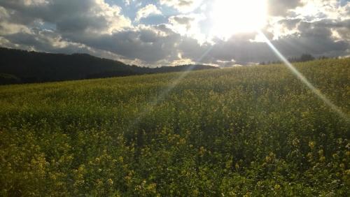 Blick in die Südeifel, Biersdorf (foto 10)
