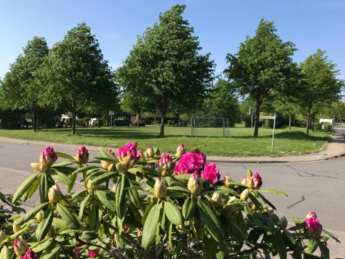 Schlei Idyll Room Type - Apartment - Ground Floor