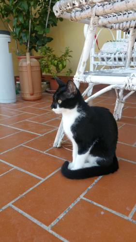 Il Chiassetto - image 2