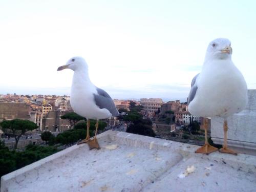 Casa Bella - image 9